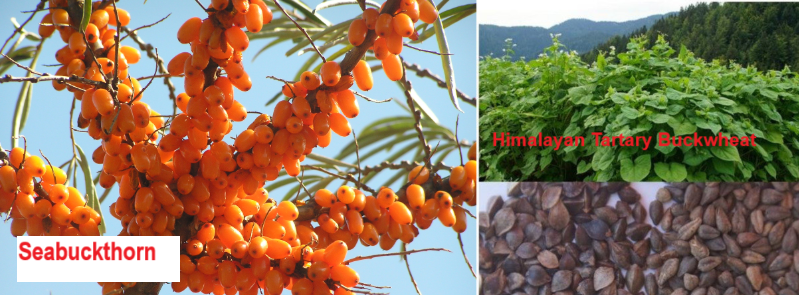 Seabuckthorn and Himalayan Tartary Buckwhea